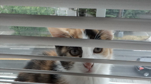 Rescue kitten obsessed with window blinds