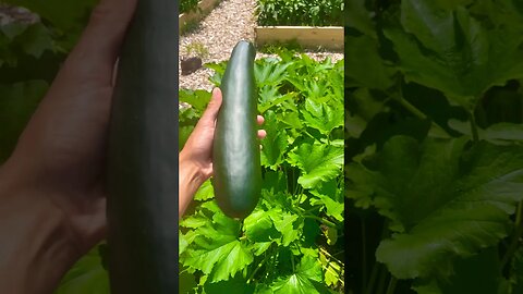 ZUCCHINI TIME #zuchinni #gardening #harvest #homestead #farming #organic #vegetablegarden #foryou