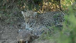Jaktende leopard blir forstyrret.... av to lidenskapelige skilpadder!