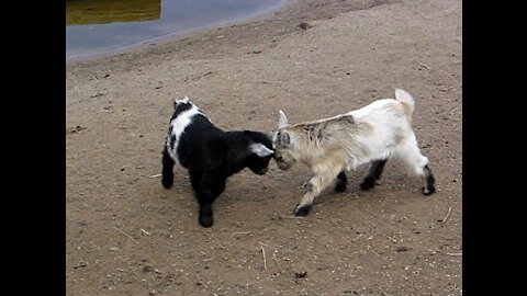Baby goats fight!