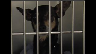 Palm Beach County Animal Care and Control makes public plea for adoptions