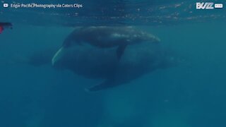 Une plongeuse tombe nez à nez avec une baleine à bosse