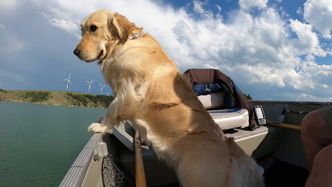 Golden Retriever Loves Boating