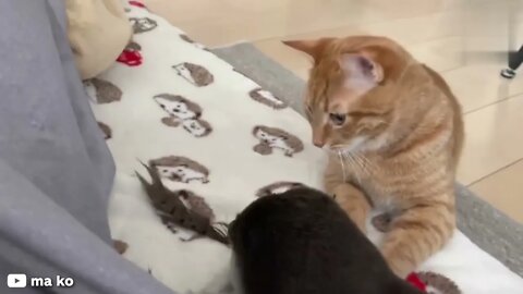 The relationship between this cat and this otter will make you melt | 这只猫和这只水獭的关系会融化你的想法