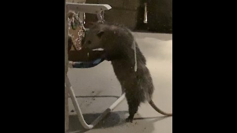 Funny Possum Eats Gingerbread House