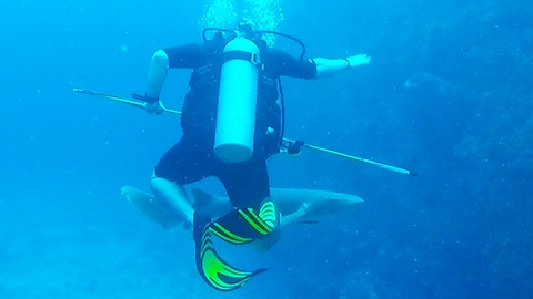 Diver startled by sudden appearance of curious shark