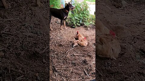 Underbelly Chooks #farmlife #chooks #thegodfather