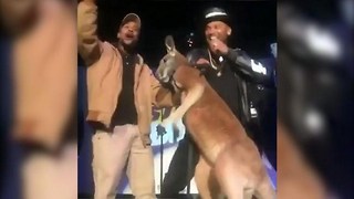 MIke Epps hostiga un canguro subiéndolo al escenario y forzándolo a bailar