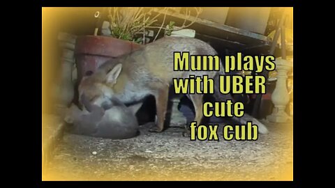 London urban vixen plays snuggles & shows her beautiful love UBER cute cub caught on Amazon Ring