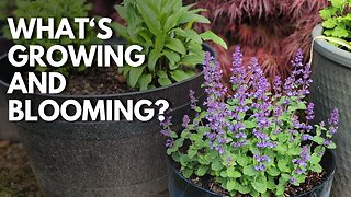 What's Blooming & Growing In May | Mini Spring Garden Tour