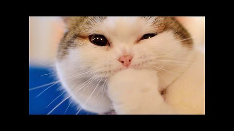 Funny Dogs and Cats video Try not to Laugh Impossible😂😂Selection one / animals 😅 #losanimals
