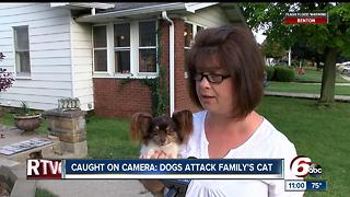Caught on camera: Dogs attack family's cat