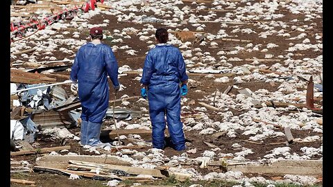 Thousands of chickens stay put on Mississippi poultry farm leveled by tornado #shorts