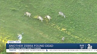 Zebra farm owner charged with animal cruelty, another zebra found dead