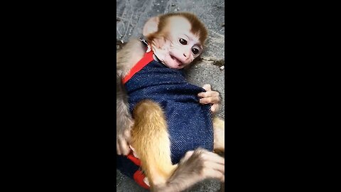 Baby monkey really has it personality?