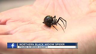 Northern black widow spider discovered in Brown County