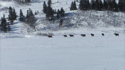 Seven Moose Hurrying Along Richardson Highway, Alaska, March 2022