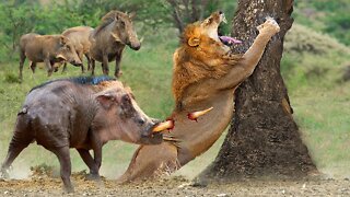 Incredible! Super Warthog Fights Madly And Knocks Down Lions To Escape - Warthog Vs Lion, Cheetah...