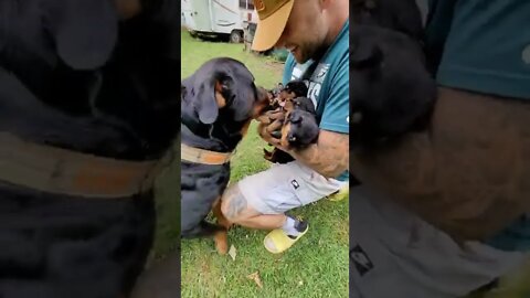 Dad meets his baby boys for the first time 😍 Priceless Reaction! #Shorts #rottweiler #dogs