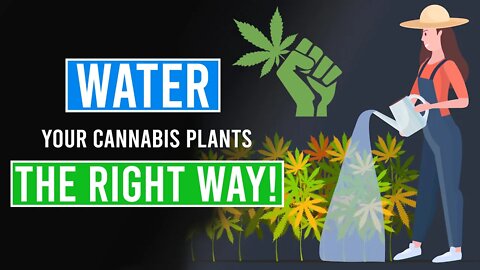 Watering your Cannabis Plants the RIGHT WAY!
