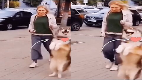 Dance on the Street-Funny Dog