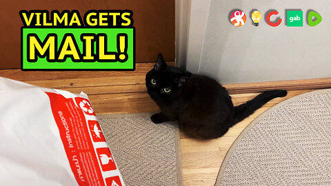 Vilma Cat Gets Mystery Mail