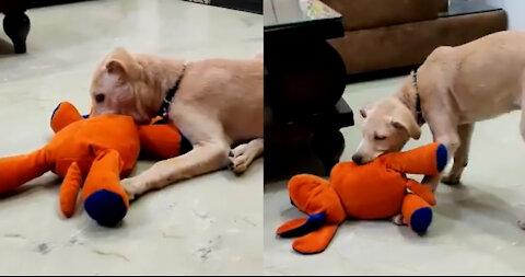 Adorable Dog Playing With Comfort Dog