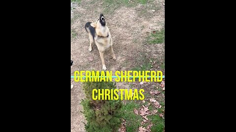 German Shepherd Christmas: Unwrapping A New Toy!!!