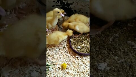 #babyducks #ducklings #goose #farmanimals #cuteanimals #babyanimals #homesteading #farmlife