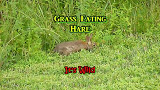 Grass Eating Hare