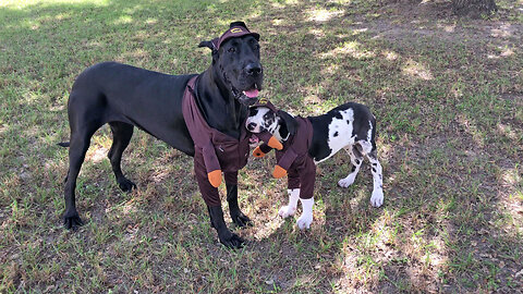 Playful Great Dane & Puppy Have Fun With Their UPS Costumes