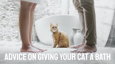 Advice on Giving Your Cat a Bath
