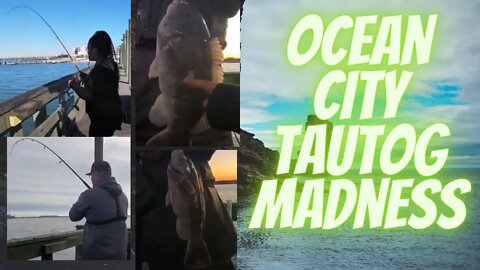 Tautog "Black Fish" Madness Ocean City Maryland #Tautog #oceancityfishing #blackfish