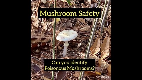 Mushroom Safety: Learn to Identify Poisonous Mushrooms
