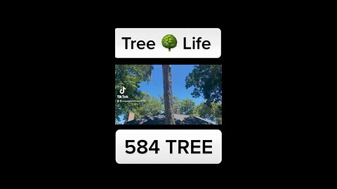Tree Life Storm Clean Up / Roger Waldman
