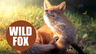 Enchanting images capture a rare glimpse into the lives of wild foxes