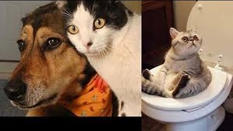 Funniest Animals 2023 😂 Best Funny Animal Dog cat Videos 2023 🥰