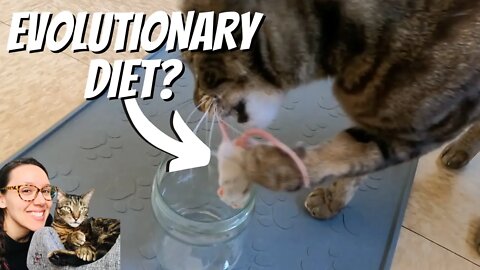 Kibble is the opposite of cat's natural diet