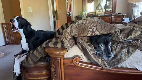 Sleepy Great Dane Tries To Ignore Chatty Puppy