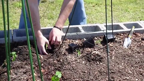 Planting peas in a cinder block raised garden bed
