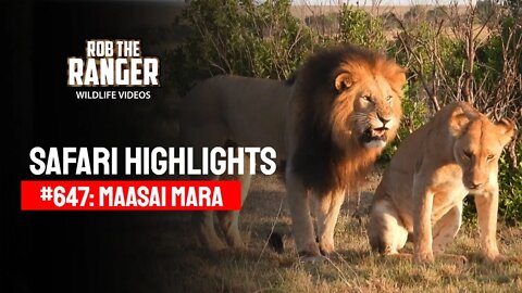 Safari Highlights #647: 09 & 10 January 2022 | Maasai Mara/Zebra Plains | Latest Wildlife Sightings