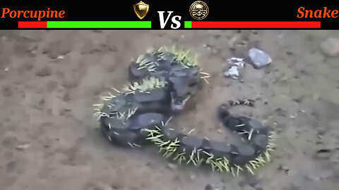 Porcupine Outsmarts Deadly Snake in Jaw-Dropping Battle!