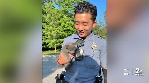 Video shows Howard County Police rescuing kitten stuck in car engine
