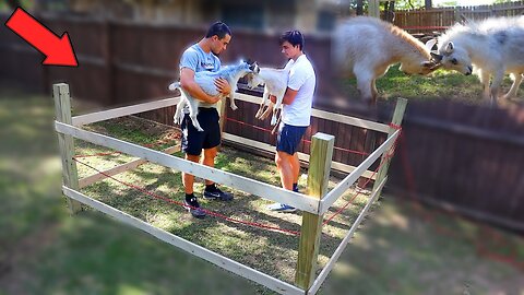 Building a Mini Goat Boxing Ring!!!