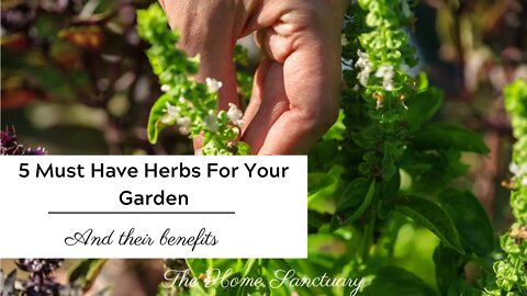 5 Must Have Herbs Your Garden