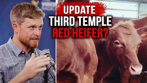 These RED HEIFERS May Be Used in the Third Temple | SPECIAL INTERVIEW