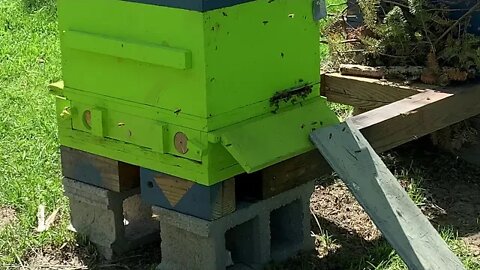 May 10-11, 2020 Mother's Day SWARM, Capture, Box, 2 QUEENS! #beekeeping #honeybees #honeybeeswarm