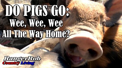 Do Pigs Go Wee Wee Wee, All the Way Home?