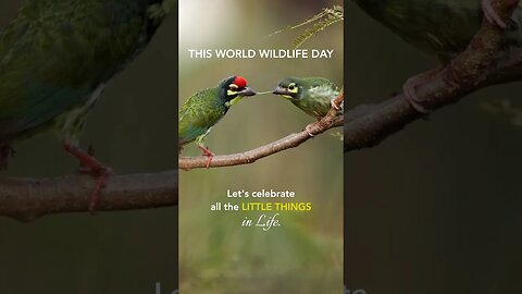 Urban BIRD WATCHING in Mumbai City - Enjoy World Wildlife Day 2023 right at HOME
