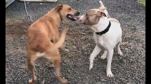 Our new dog. Henry and Benji meet for the first time. BFFs